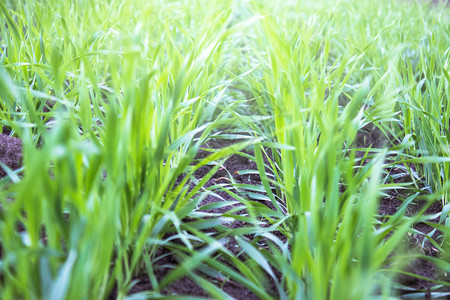 工业的绿色在野外生长的幼小麦苗圃在当地种植的年轻小麦苗食物图片