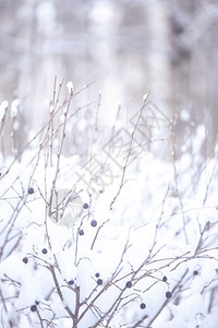 雪后初霁新的冬季背景有文字空间在雪中的地表植物在冬季森林的后半边模糊不清场景风优美设计图片