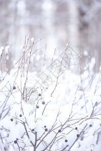 新的冬季背景有文字空间在雪中的地表植物在冬季森林的后半边模糊不清场景风优美图片