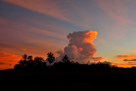 自然含橙色云彩的林木月光日落背景早晨阳光图片