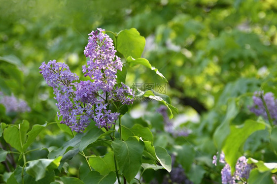 寻常的春天花朵紫色银锡林加模糊的天然绿本底色背景其图片