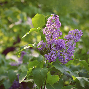 花朵叶子园艺紫色银锡林加模糊的天然绿本底色背景其图片