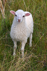 在草原上的白羊婴儿德国毛图片