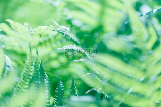 绿草软重点宏观照片绿草软焦点大型照片ShalowDOF光束有机的季节图片