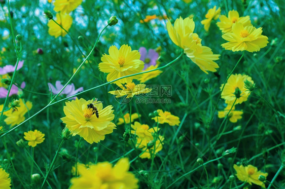 热带植物学花园中美丽的开宇宙朵黄色的宇宙花朵草地春天图片