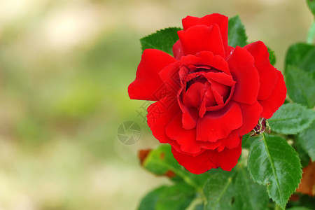 美丽的基本红玫瑰有复制空间节日图片