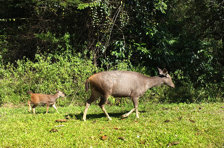 鹿角泰国KhaoYai公园的一对鹿棕色独自图片