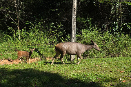 动物园泰国KhaoYai公园的一对鹿休息角图片