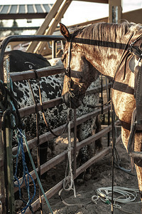 乡村的背负着马被绑在珊瑚栅栏上等待成为瑞登西部生活方式头发图片