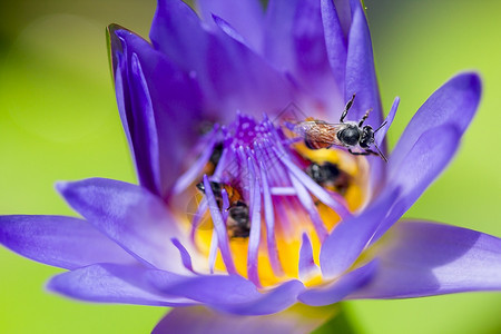 蜜蜂在紫莲花上采蜜图片