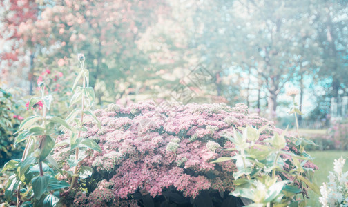 绽放植物群散景城市公园中美丽的粉红色花朵模糊图片