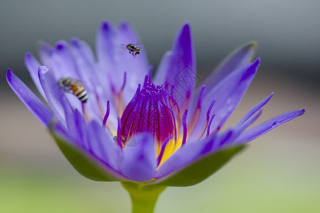 蜜蜂在紫莲花上飞翔图片