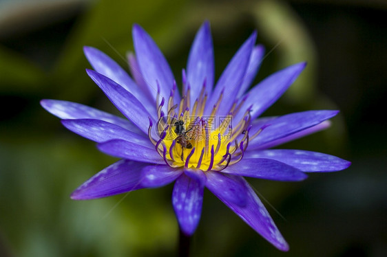 蜜蜂在紫莲花上采蜜图片