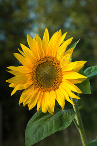 在温暖的下午阳光向日葵垂直视图自然波兰花的图片