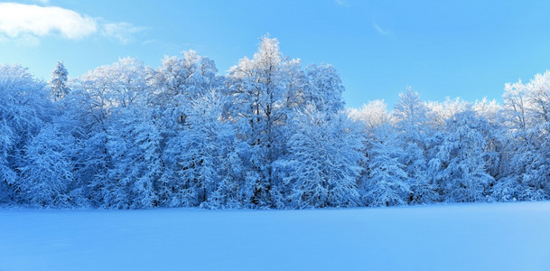 冬季森林景观图片
