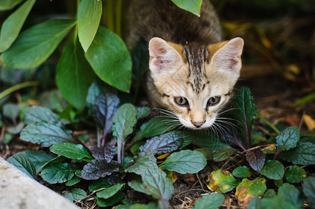 小猫咪在花园里玩耍关门了虎斑猫脸公园图片