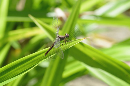 蜻蜓昆虫图片