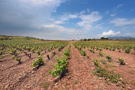 西班牙拉里奥哈的葡萄园场地天空蓝色的图片