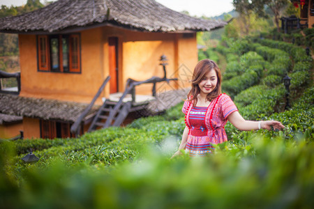 大吉岭商业篮子年青的亚洲女人在茶叶种植园里采图片