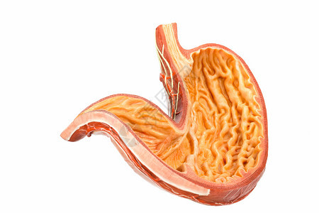 人类腹部的模型以白色背景隔绝荷兰学校生物图片
