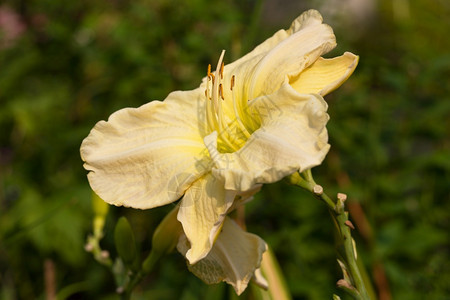 白日LilyHemerocallis关闭花头植物群芦笋自然图片