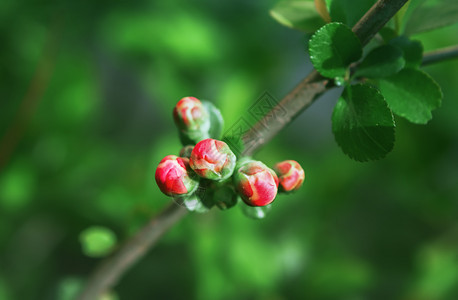 重点苹果树盛开的红芽在绿色背景下关闭苹果树选择聚焦于前景复制苹果花色红芽的空隙春天自然图片