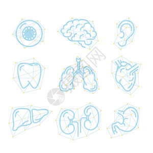 白色未来轮廓上的一组人类器官远期轮廓图标在白色未来的轮廓上孤立而来的人体器官图标形象的结构体图图片
