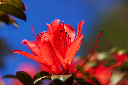 松弛红罗多登峰花朵在蓝天空中闪耀的红色花朵背景以罗多登山花瓣为焦点绿色叶子图片