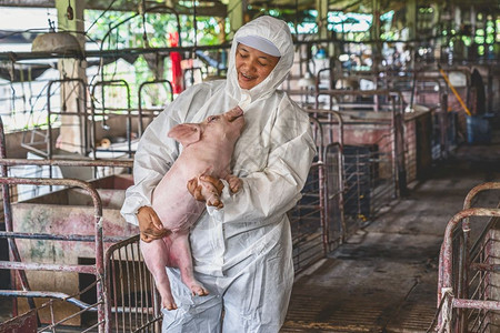保护的自然亚洲兽医在猪养场畜牧和养殖业为进行搬运而扣留该头猪亚洲人图片