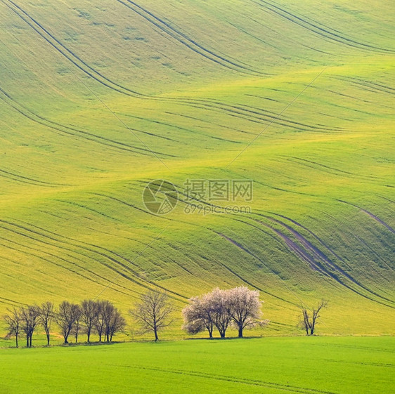 树木莫拉维亚托斯卡尼基约夫MoravianTuscany的山地和草环境图片