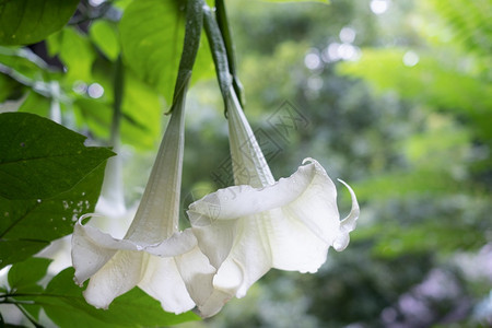 唑来嗪美丽的白天使小号花朵园里的达玛美特尔喇叭图片