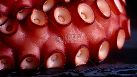 螺旋软体动物自然一只章鱼的触角紧闭了一只章鱼的粘土触须用一个臂的美丽扭动图片