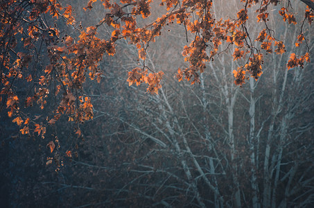 秋公园树中多彩的花朵以古老颜色留下叶子日出秋天落图片