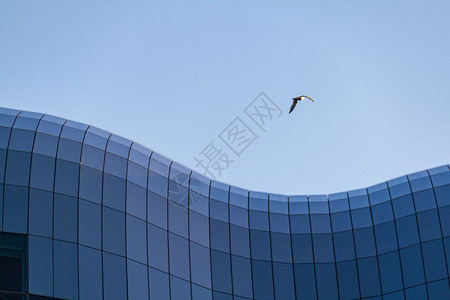 泰恩赛德王国海鸥飞越新卡斯尔湾的泰恩河盖世头奎赛德岛上的萨奇盖世首音乐厅飞行图片