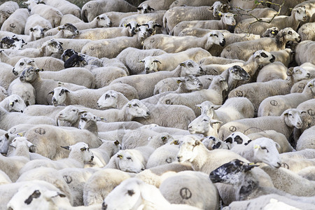 母羊年轻的农场动物上哺乳的绵羊养殖场细节动物给羊喂围场图片