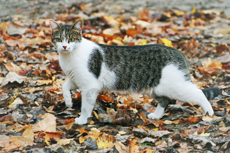 猫咪走在秋叶上图片