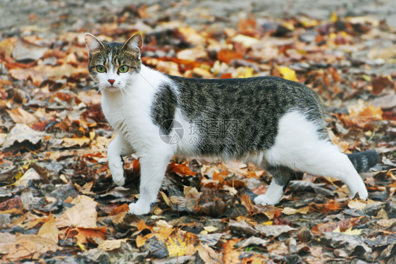 猫咪走在秋叶上图片