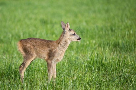 草地中年轻的野生小鹿卡普雷奥勒斯角鹿新出生的红野春天自然白尾母鹿鱼图片