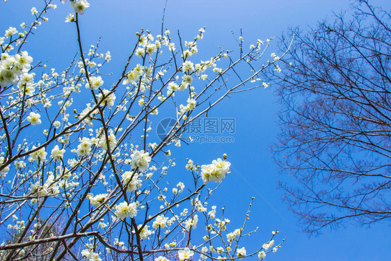 树蓝色的白梅花和天空明亮背景旅行图片