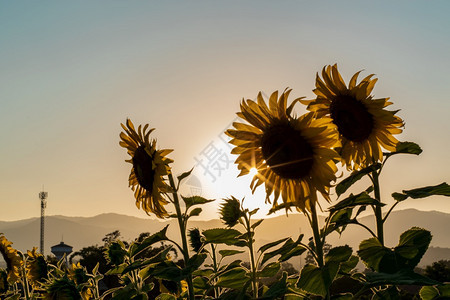 美丽的天空植物在日落背景的领域开花向日葵领域风景剪影图片