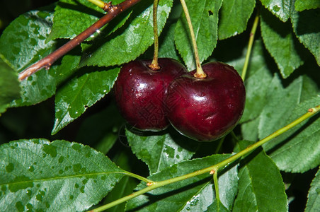 Rosaceae家族的甜樱桃或普鲁努斯树木成熟黑暗的美味图片