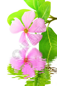 礼物美丽的粉红花白背景植物新鲜的图片
