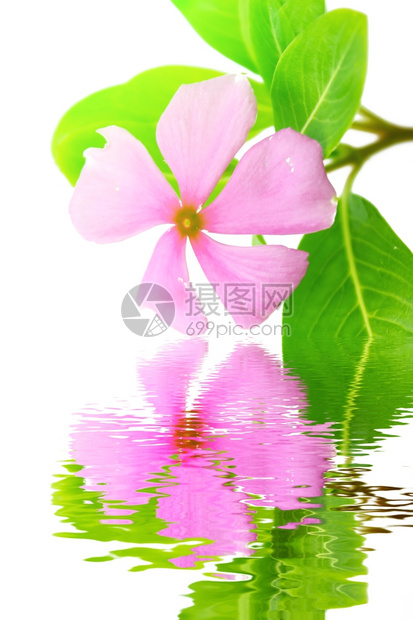 礼物美丽的粉红花白背景植物新鲜的图片