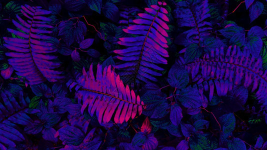神秘出没黑暗背景下的热带树叶林发光与黑暗背景形成鲜明对比颜色图片