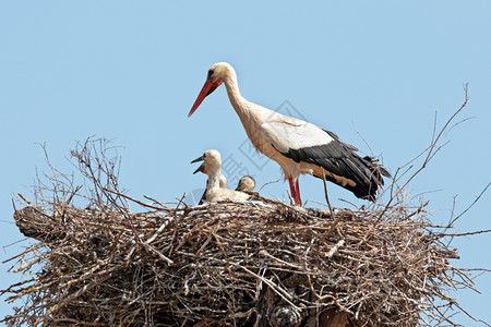 父母优越的怀着幼小婴儿白鹤在巢状西红柿上出生图片