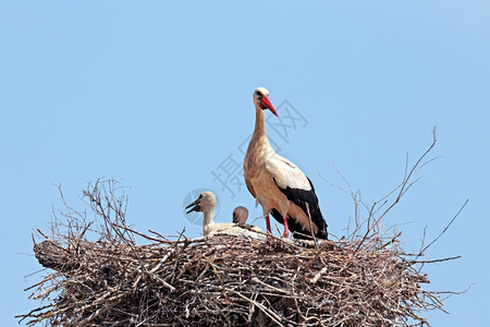怀着幼小婴儿的白鹤在巢状西红柿上翅膀再生产夏天图片素材