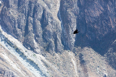 翅膀在秘鲁科尔卡峡谷上空飞行的秃鹰野生动物羽毛图片