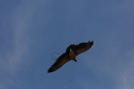 荒野高的克鲁兹在秘科尔卡峡谷上空飞行的秃鹰图片