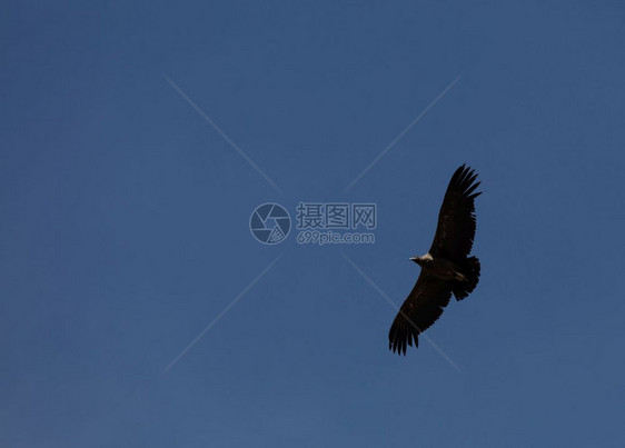 安第斯户外在秘鲁科尔卡峡谷上空飞行的秃鹰物种图片