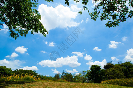 新鲜的园景阳光公和明亮的天空清新绿草地在光明空气中图片